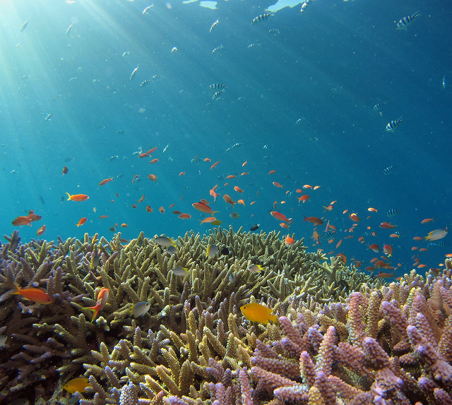 Colorful fish swimming above coral reef