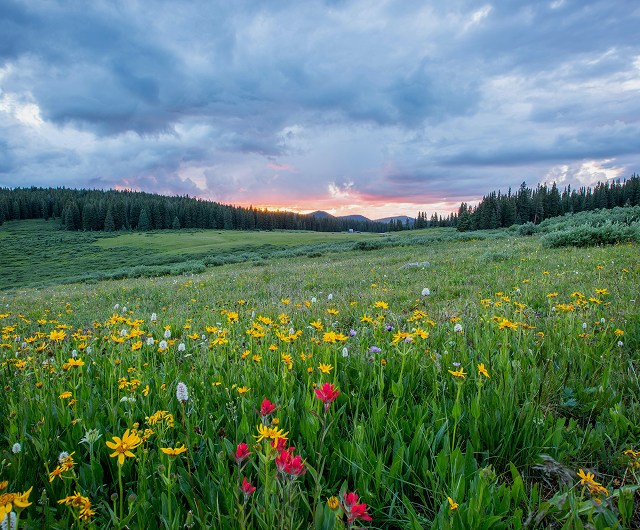 A wide meadow landscape under a cloudy sky